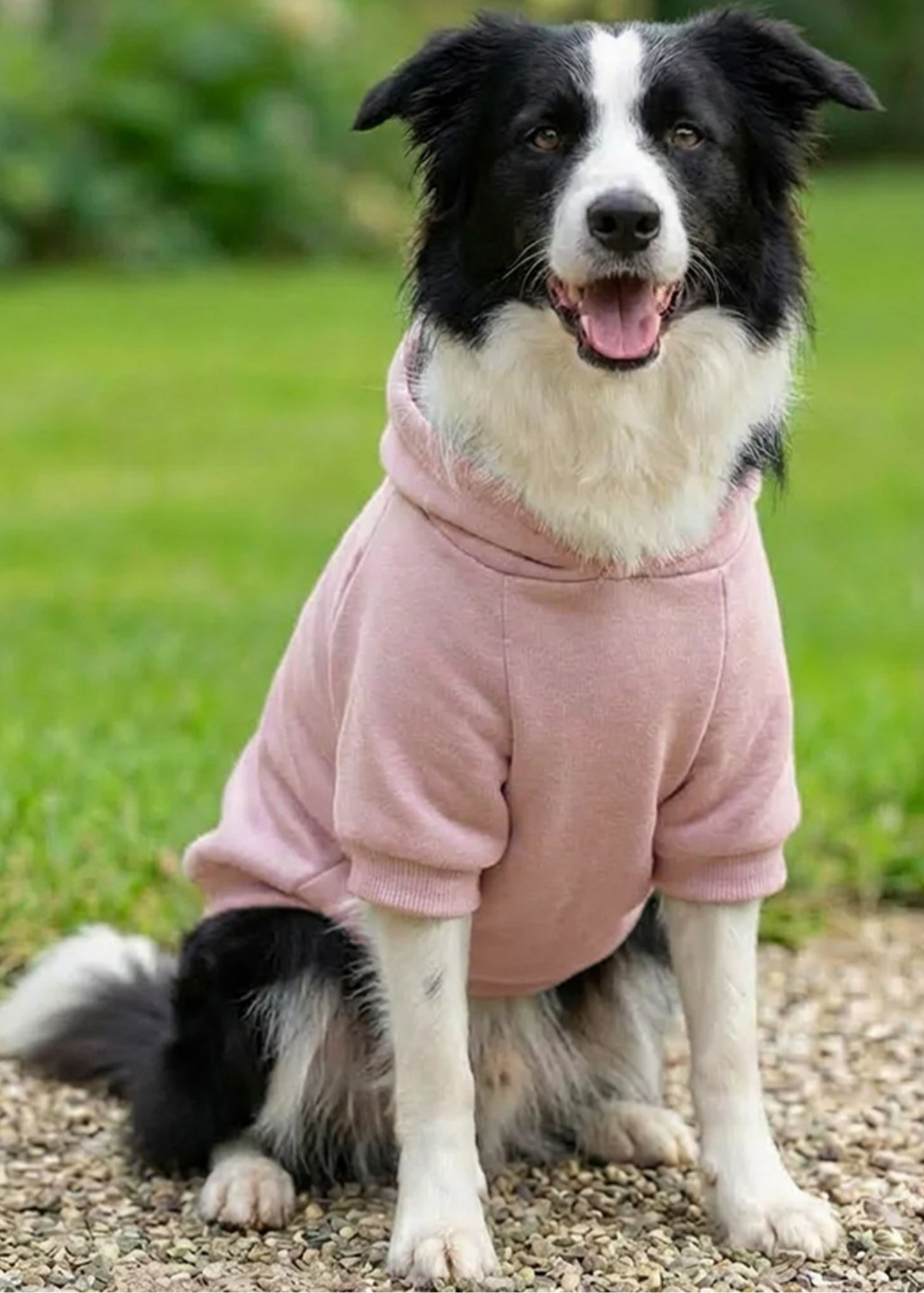Dog Varsity Hoodie