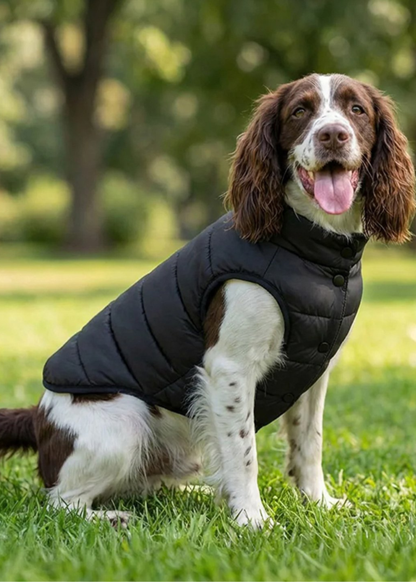 Dog Gilet